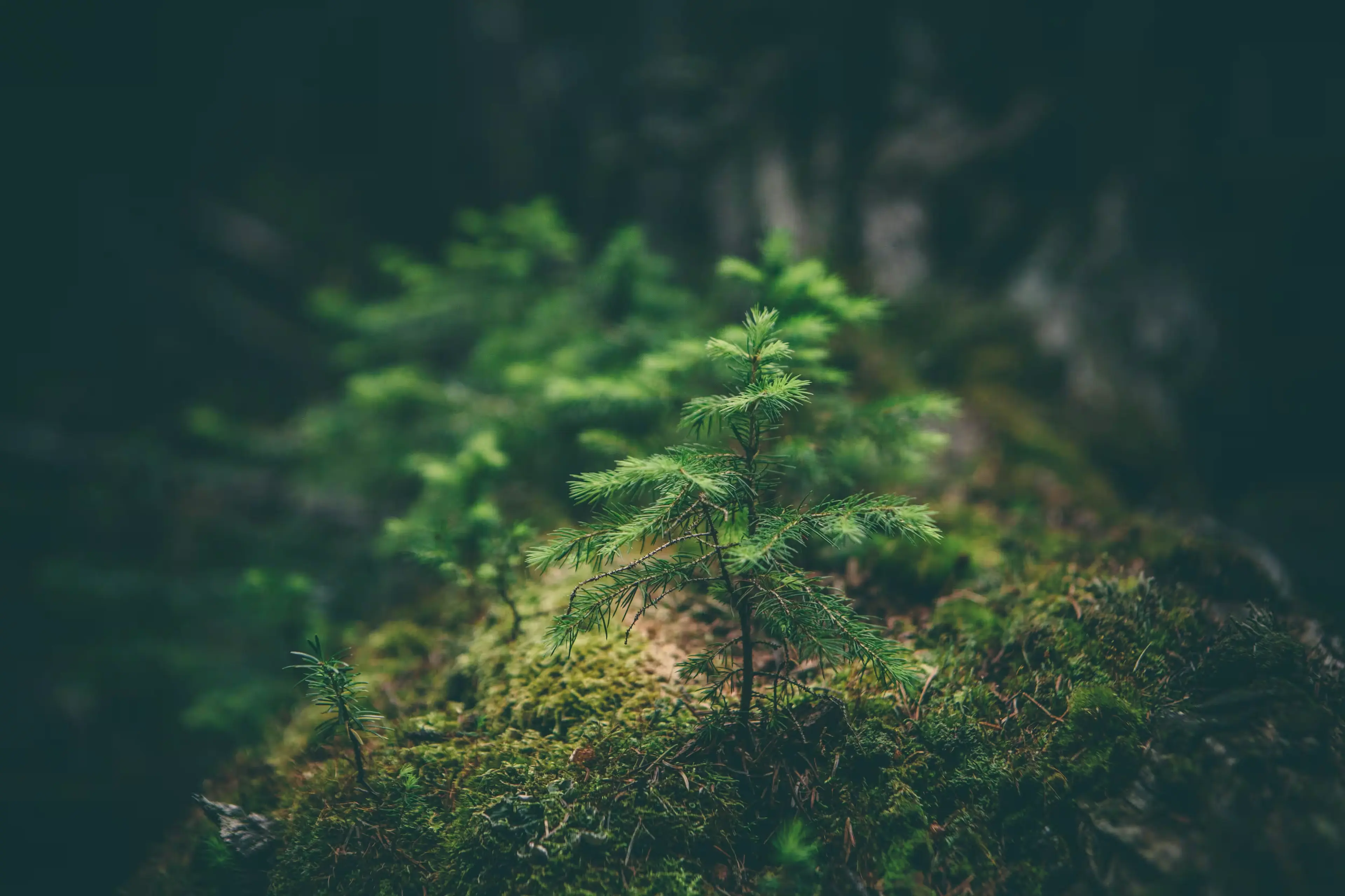 Axton Holdings ESG
